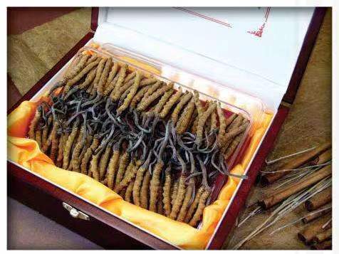 雷州冬虫夏草回收